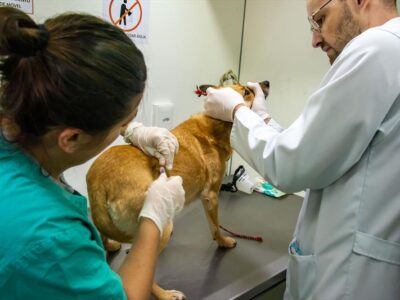 Prefeitura de Curitiba fará ação clínica e vacinação gratuita para cães e gatos; veja os bairros atendidos