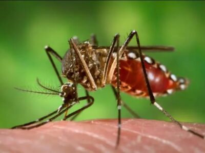 Brasil ultrapassa os 650 mil casos e 94 mortes por dengue