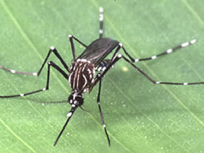 Curitiba registra 360 novos casos de dengue na última semana