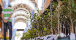 Primavera vai começar com entrega de 12 mil mudas de árvores para a população