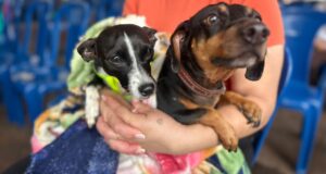 CastraPet beneficiou 15,8 mil animais do Litoral e RMC; confira agenda de novembro